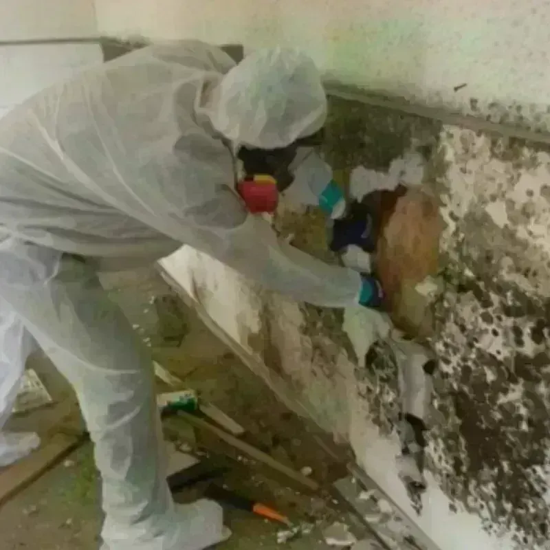 Mold Remediation and Removal in Fairforest, SC